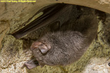 brown bat